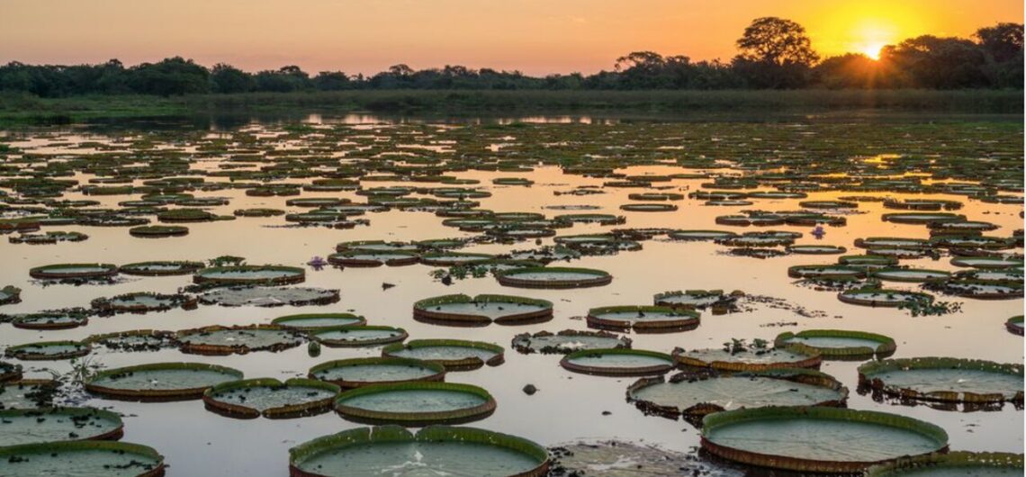 O Que Fazer no Pantanal? 17 Passeios e Atrações em 2023